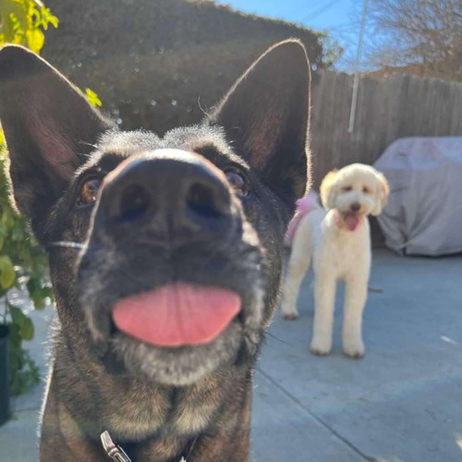 Portrait of Stevie (Eve), a professional stylist at Park & Eve: Hair Studio, showcasing their expertise and style.